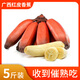 粵品廣西紅皮香蕉2025紅美人蕉當(dāng)季新鮮網(wǎng)紅孕婦水果整箱 紅皮香蕉5斤