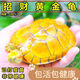 寵物招財黃金龜金錢(qián)活物活體情侶巴西小烏龜深水龜長(cháng)壽龜發(fā)財龜 6-8厘米（已打疫苗） 情侶一對（一公一母）