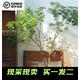 山頭林村日本馬醉木水培植物鮮切吊鐘枝條室內裝飾綠植花卉 55-65cn兩枝再送50cm一支