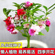 萌蘊（MengYun）鳳仙花種子花草植物盆栽花卉好養(yǎng)室外花種子四季室內(nèi)易活種子大全 混色鳳仙花半斤