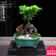 幼薇小葉榕樹(shù)室內(nèi)常青盆栽綠植人參榕造型樹(shù)樁盆景桌面好養(yǎng)觀葉小植物 小葉榕樹(shù)+帝綠冰裂瓷盆+長(zhǎng)形底盤(pán) 帶盆栽好