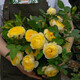 意軒【帶花苞】歐月果汁陽臺室內(nèi)觀花植物花卉盆栽四季開花月季 金絲雀【大苗】【帶花苞】