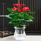 花友花卉紅掌盆栽辦公室客廳室內(nèi)開(kāi)花好養(yǎng)植物水培大花朵大盆帶花苞 紅掌【含玻璃自吸水盆】