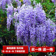 【2株裝 開(kāi)花多】長(cháng)穗豐花紫藤花苗爬藤植物藤蔓紫藤花樹(shù)苗蘿老樁盆栽四季開(kāi)花庭院 多花碎藤5年苗2株裝) 不含盆