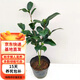 克瑞墨大牡丹茶花樹(shù)苗紅花綠植盆景地栽盆栽 三年苗克瑞墨 不含盆