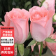 玫瑰花苗帶花苞花卉觀(guān)花綠植物室內陽(yáng)臺盆栽大花月季薔薇 粉玫瑰 不含盆