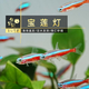 魚官兒 水草缸群游活體觀賞魚巴西寶蓮燈魚小型熱帶魚適合新手闖缸魚 1.6cm+中寶蓮燈20條+送2防損