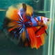 泰國斗魚(yú)母魚(yú)七彩婚紗尾觀(guān)賞魚(yú)桌面小寵物小型熱帶淡水魚(yú)好養包郵 精品糖果半月公/SS級大尾
