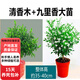 歐芽清香胡椒木盆栽綠植物室內外花卉樹(shù)苗老樁盆景九里香 6年【胡椒木+九里香】（無(wú)盆）