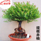 小葉赤楠大棵S型瓜子紅芽赤楠提根老樁新中式禪意木本綠植盆景 老樁怪根 含原盆