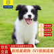 柴墨狗狗活體邊牧幼犬幼崽終身輔助喂養(yǎng)簽訂合同薩摩耶柴犬 寵物級(jí) 【邊牧】