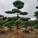 墨耘蒼羅漢松造型米葉雀舌羅漢松庭院地栽迎客松苗四季常青綠植 1.8米造型羅漢松 原土球發(fā)貨