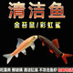 森悠（SARYOR）金苔鼠淡水魚魚缸清潔魚觀賞魚熱帶魚好養(yǎng)工具魚吃垃圾魚 金苔鼠魚3條(4-6cm)