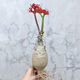 四季開(kāi)花 佛肚海棠塊根植物 觀(guān)花佛肚樹(shù)多肉植物盆栽 不含盆 佛肚海棠高20cm 不含盆裸根發(fā)貨