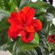 扶?；缰匕甏蠡鹃然缢募竞灭B反復開(kāi)花重瓣盆栽紅色朱瑾 紅色重瓣 3年苗