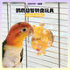 BIRDSTORY鸚鵡玩具解悶自嗨飛碟啃咬轉(zhuǎn)盤益智虎皮牡丹小太陽專用鳥玩具大全 【黃色】益智轉(zhuǎn)盤玩具