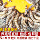 逸樂(lè )寵 大麥蟲(chóng)活蟲(chóng)鮮活面包蟲(chóng)大號黃粉蟲(chóng)金龍魚(yú)魚(yú)食八哥畫(huà)眉鳥(niǎo)倉鼠食活體蟲(chóng)子 批發(fā)2斤大麥蟲(chóng)4-6cm