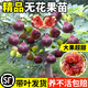 無(wú)花果樹(shù)果苗波姬紅特大果帶果矮化盆栽四季南方北方當(dāng)年結(jié)果帶土 試種苗【不包活】 11cm(含)-50cm(含)