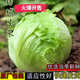 結(jié)球生菜種子球生菜種籽包心球形陽臺春秋易種盆栽蔬菜菜種子大全 結(jié)球生菜種子【1包 約300粒】