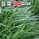 密水農(nóng)家密云本地自種鮮嫩韭菜 新鮮蔬菜 時令生鮮 韭菜 400g