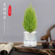 綠植盆栽室內(nèi)光汐自動吸水盆栽帶盆栽好發(fā)貨植物好養(yǎng)水培土培花卉 【光汐盆栽好發(fā)貨】香松