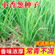 種菜記四季小香蔥種子盆栽分蔥籽田園蔬菜籽家庭菜園小蔥種孑大面積栽培 小香蔥20克