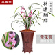 華香園春劍【新津胭脂】蘭花苗名貴濃香花苞辦公室內花卉綠植盆栽 新津胭脂2苗裸根發(fā)貨帶花苞
