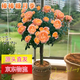景郁春 JIRYUCUR樹樁月季棒棒糖花苗特大花朵花卉植物樹狀月季果汁陽臺源頭直發(fā)