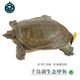 千島湖生態(tài)甲魚 水庫甲魚 母鱉食用水團(tuán)魚王八活體中華鱉 清水母鱉 鮮活 3-4齡600g鮮活母鱉 生態(tài)甲魚-鮮活到家