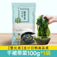 樸小樣烘干裙帶菜 干貨兒童裙帶菜整顆高泡發(fā)海帶寶寶裙帶菜嫩葉100g 100g 簡裝 干裙帶菜