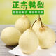 果真秀河北正宗鴨梨水晶梨薄皮產(chǎn)地直發(fā)新鮮梨子雪梨多規(guī)格禮盒 5斤 鴨梨 精品裝
