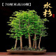 壹植水杉樹(shù)苗盆栽室內辦公室桌面水培植物客廳落羽杉盆景四季常青綠植 【水杉】70厘米高10棵
