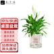 九千谷白掌盆栽綠植花卉一帆風(fēng)順辦公室內(nèi)桌面土培植物盆景源頭直發(fā)