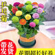 重瓣荷蘭菊盆栽四季開(kāi)花荷蘭菊花苗千頭菊花室內外花卉 高品質(zhì)乒乓菊多色 不帶盆