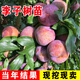 鑫意蜂糖李子樹苗嫁接特大晚熟脫骨青脆李子果樹苗南北方種三華李樹苗 蜂糖李脆甜（5年苗當(dāng)年結(jié)果） 4年苗