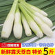 浙江新鮮現(xiàn)摘農(nóng)家茭白 5斤 3斤