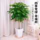 嘆為觀(guān)止手耕田幸福樹(shù)綠寶大型植物客廳辦公室室內盆栽三桿三層幸福樹(shù)好養 獨桿幸福樹(shù)1.3-1.4米高 含盆