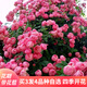 蘇藝緣爬藤月季花苗薔薇花苗藤本月季四季開(kāi)花藤曼玫瑰濃香爬藤植物花卉 艾拉絨球 1米-1.3米高大苗