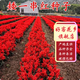 好客花鄉一串紅種子矮串串紅花卉種子花籽四季種易活四季開(kāi)花室外花卉盆栽 一串紅1000粒