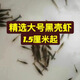 廣東黑殼蝦活體除藻魚(yú)套餐除藻蝦清潔蝦觀(guān)賞蝦草蝦魚(yú)缸活體免包郵 精選1.5厘米起大號10+10備損共20