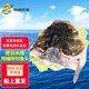 跑山密水農家【冰鮮】密云水庫胖頭魚(yú)魚(yú)頭2.2斤 活魚(yú)現殺 寶寶食材源頭直發(fā)