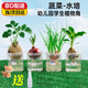 幼兒園水培容器水培植物綠豆種子花生豆芽種子兒童水培實(shí)驗一套裝 水培綠豆1套【送噴壺*1】