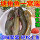HF塘角魚(yú)黃骨魚(yú)專(zhuān)用腥香餌料野釣黑坑黃辣丁窩料釣塘鲺魚(yú)鯰魚(yú)昂刺魚(yú) 一瓶