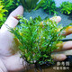 AIPHAROW黑木蕨陰性稀有水草魚(yú)缸草缸造景植物青木蕨南美缸沉木森林景好養 黑木蕨一份15葉
