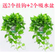 長藤綠蘿盆栽室內(nèi)花卉大葉綠籮水養(yǎng)盆景桌面辦公客廳水培垂吊綠植 白盆2盆藤長30cm左右?guī)? title=