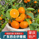 南步順豐廣東四會(huì )沙糖桔 純甜清香蜜橘砂糖柑橘子新鮮水果年貨禮盒裝 砂糖橘 9斤【精選裝】