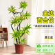 花財主金邊百合竹盆栽植物室內客廳落地綠植花卉盆景辦公室桌面好養綠植 金邊1.5-1.7米【原盆】 百合竹