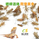 品云美寵白蟋蟀活體蛐蛐活物爬寵蜥蜴守宮鬃獅蜘蛛活食飼料 白蟋蟀0.3-0.7cm 50只