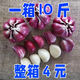 [搶購中]新鮮紫皮大蒜現摘新鮮大蒜批發(fā)價(jià)非干蒜云南蒜農家自種蒜 紫皮大蒜[+特小果]精選 1斤