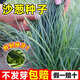 沙蔥種子內(nèi)蒙古野生沙蔥籽內(nèi)蒙韭農(nóng)家菜園耐熱耐旱易種植蔬菜種子 沙蔥種子【5袋】約1500粒